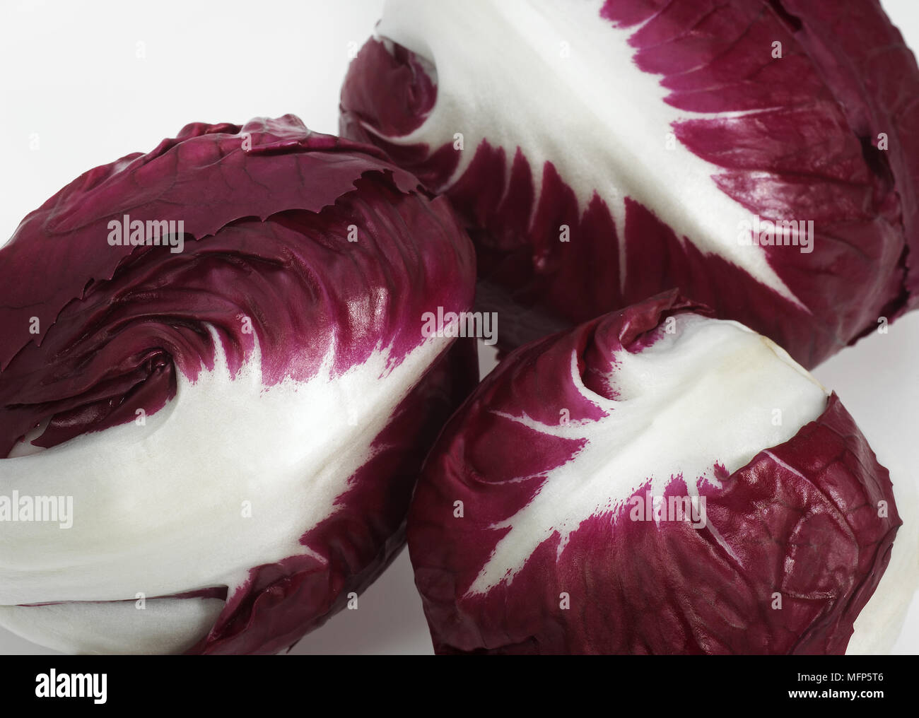 Trevise insalata, cichorium intybus contro uno sfondo bianco Foto Stock