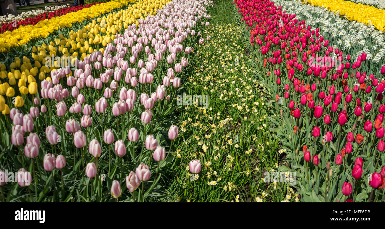 Bella tulip colorati fiori con splendido sfondo per un giorno di primavera Foto Stock