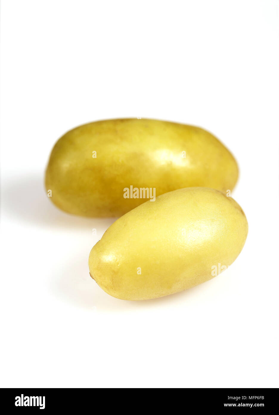 Charlotte di patate, Solanum tuberosum, vegetali contro uno sfondo bianco Foto Stock