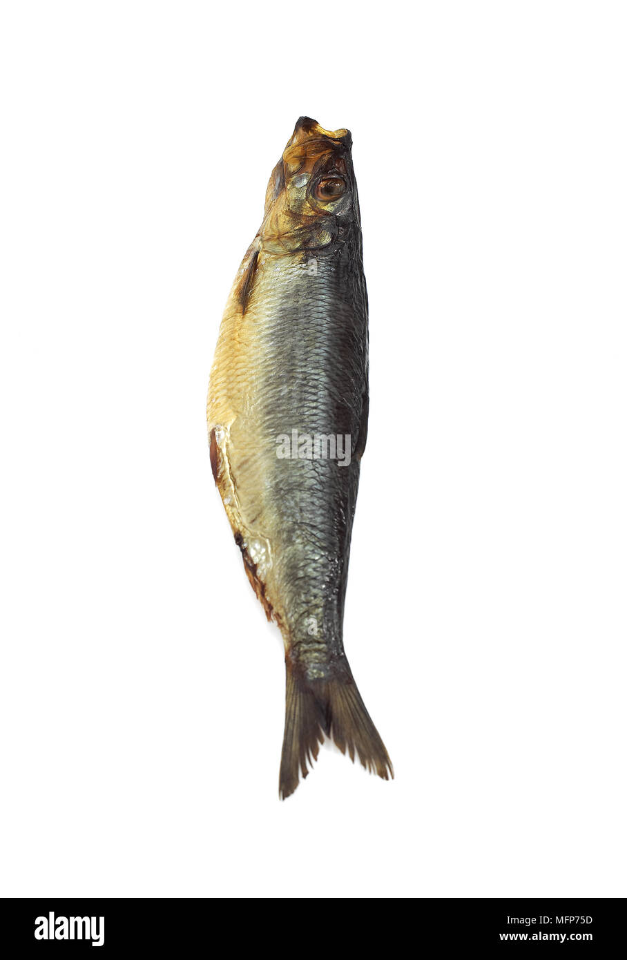 Aringa affumicata o Bouffi Bloaster, Clupea harengus, pesce affumicato contro uno sfondo bianco Foto Stock