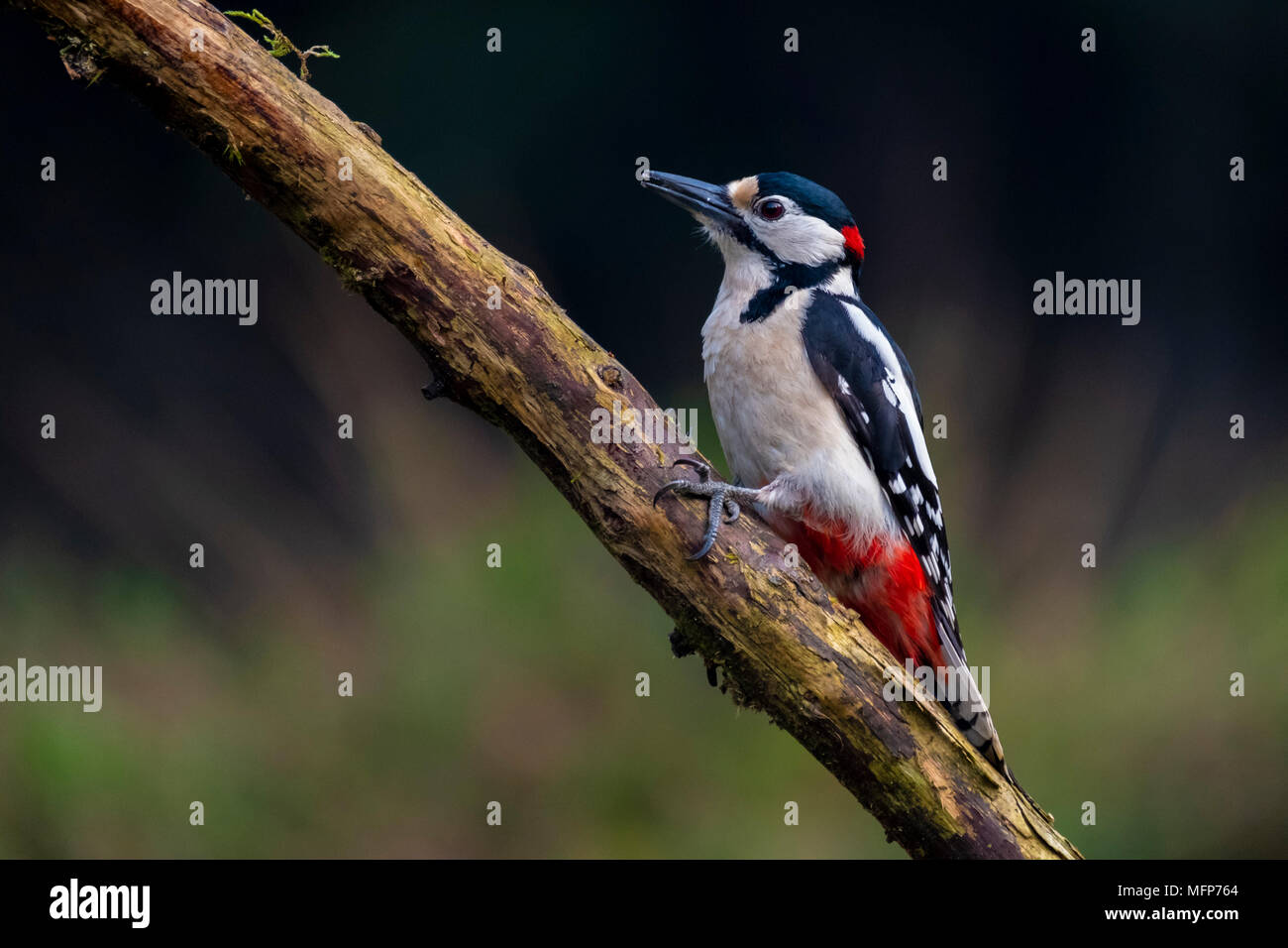 Picchio rosso maggiore con i suoi bellissimi colori sedersi e guardare intorno curiosamente, Dendrocopus major Foto Stock
