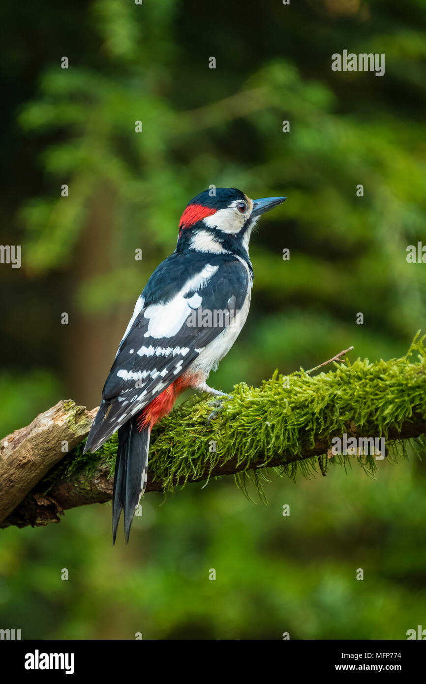 Picchio rosso maggiore con i suoi bellissimi colori sedersi e guardare intorno curiosamente, Dendrocopus major Foto Stock