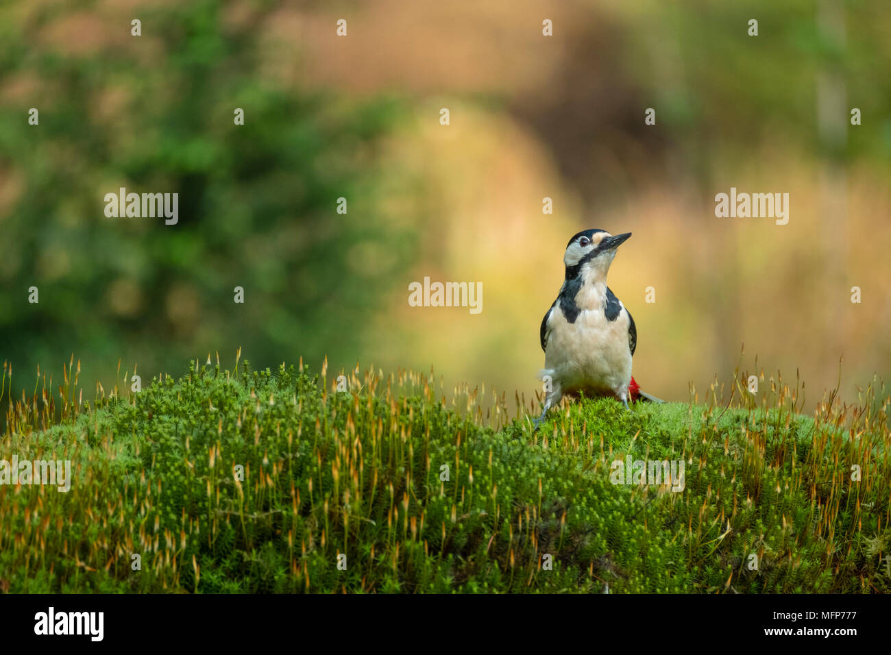 Picchio rosso maggiore con i suoi bellissimi colori sedersi e guardare intorno curiosamente, Dendrocopus major Foto Stock