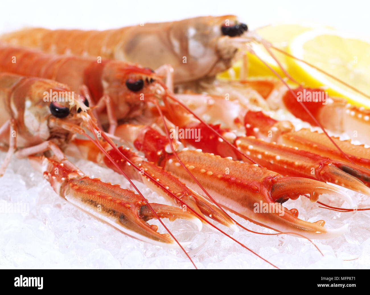La baia di Dublino gamberi o scampi o Scampi Nephrops norvegicus su ghiaccio Foto Stock