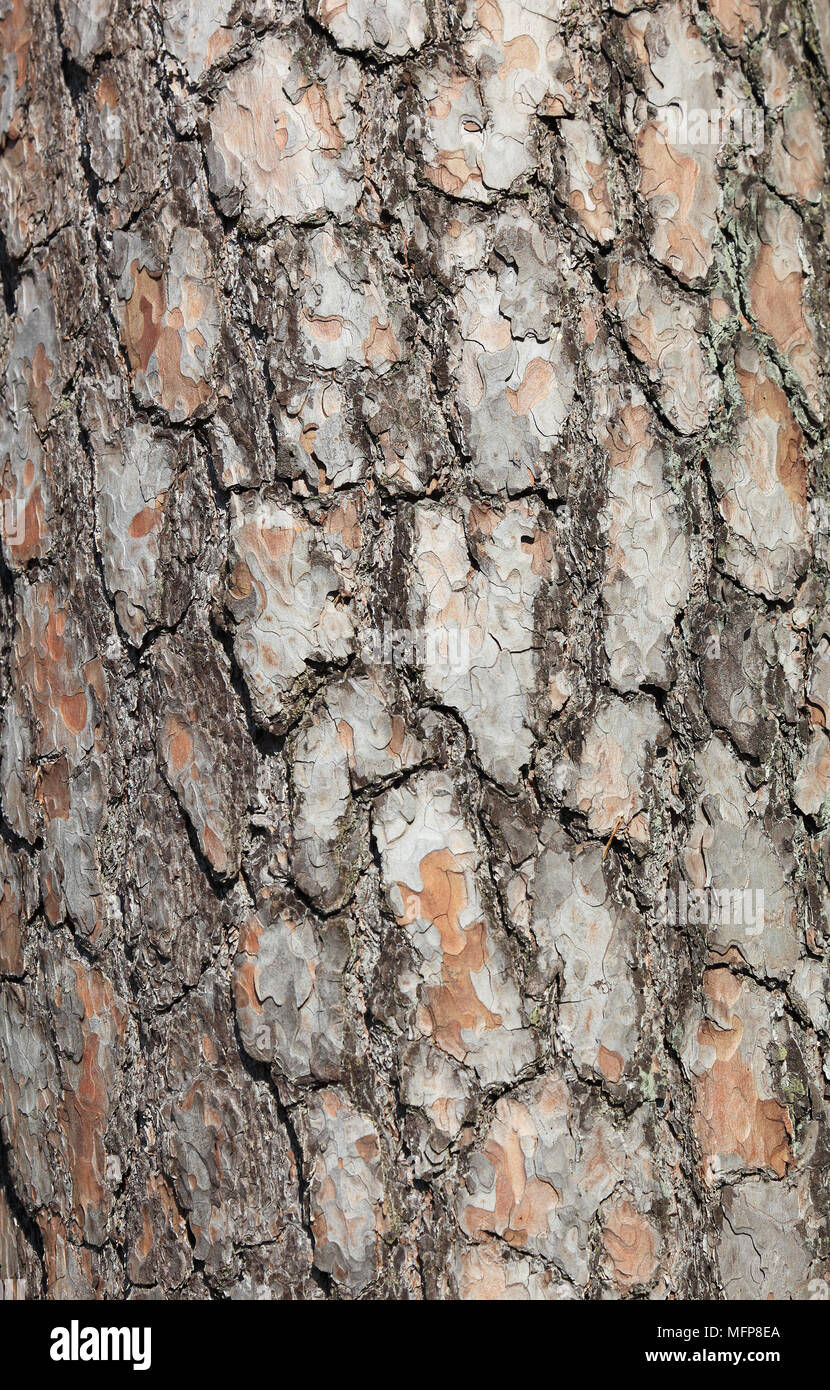 Corteccia di pino, il legno di pino, Pinus sylvestris Foto Stock