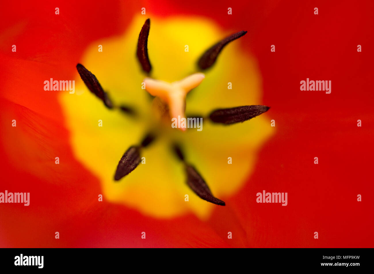 Immagine macro del Centro di red tulip flower mostrando stami. Foto Stock