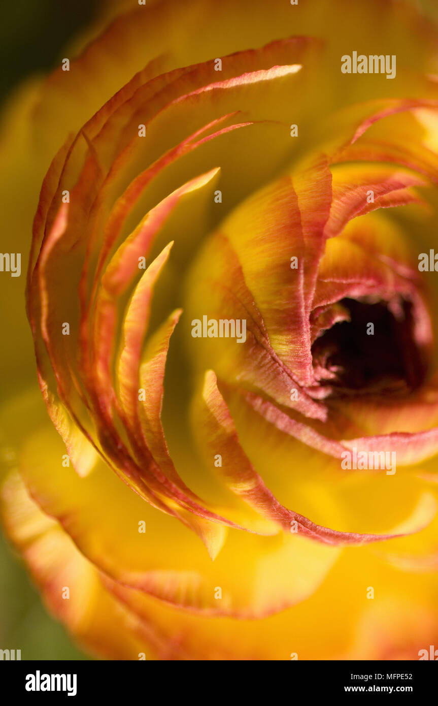 Close up di giallo e rosso fiore Ranunculus conosciuto anche come persiano turbante ranuncolo ranuncolo persiano o a stella Foto Stock