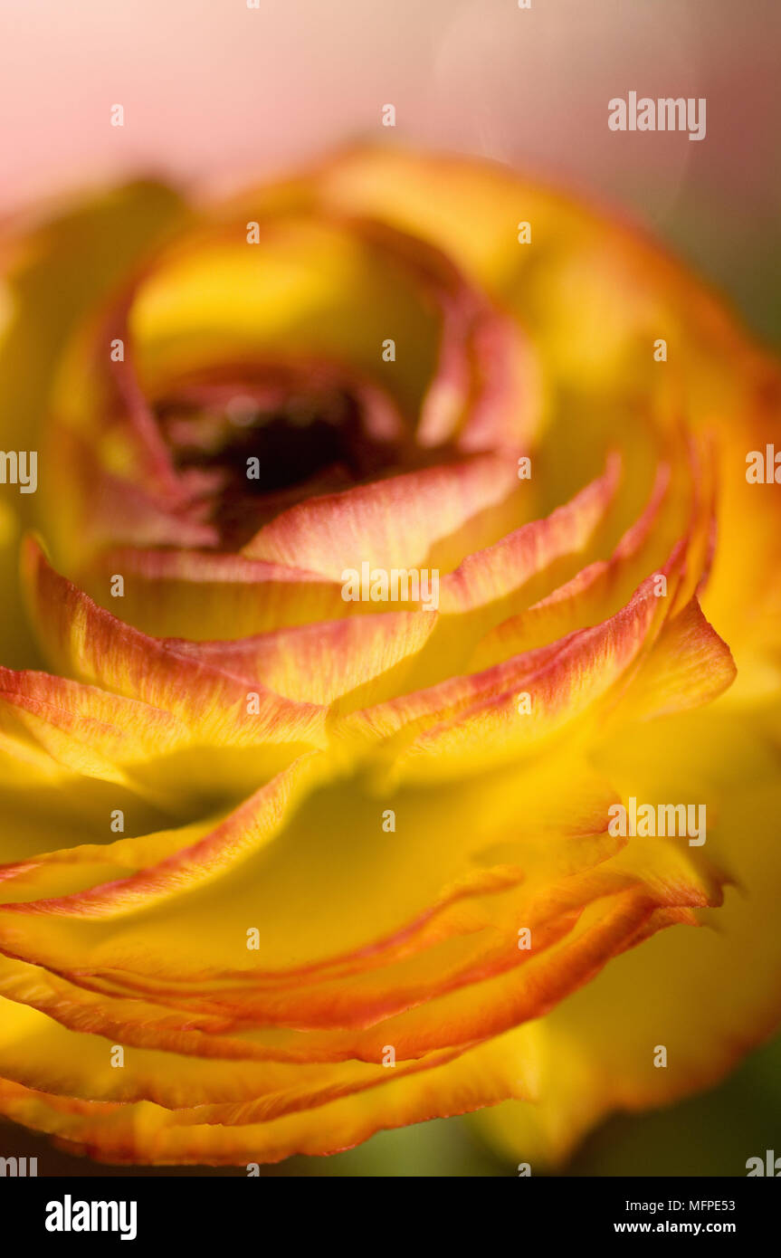 Close up di giallo e rosso fiore Ranunculus conosciuto anche come persiano turbante ranuncolo ranuncolo persiano o a stella Foto Stock