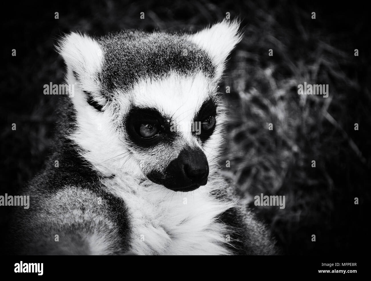 Anello-tailed lemur Foto Stock