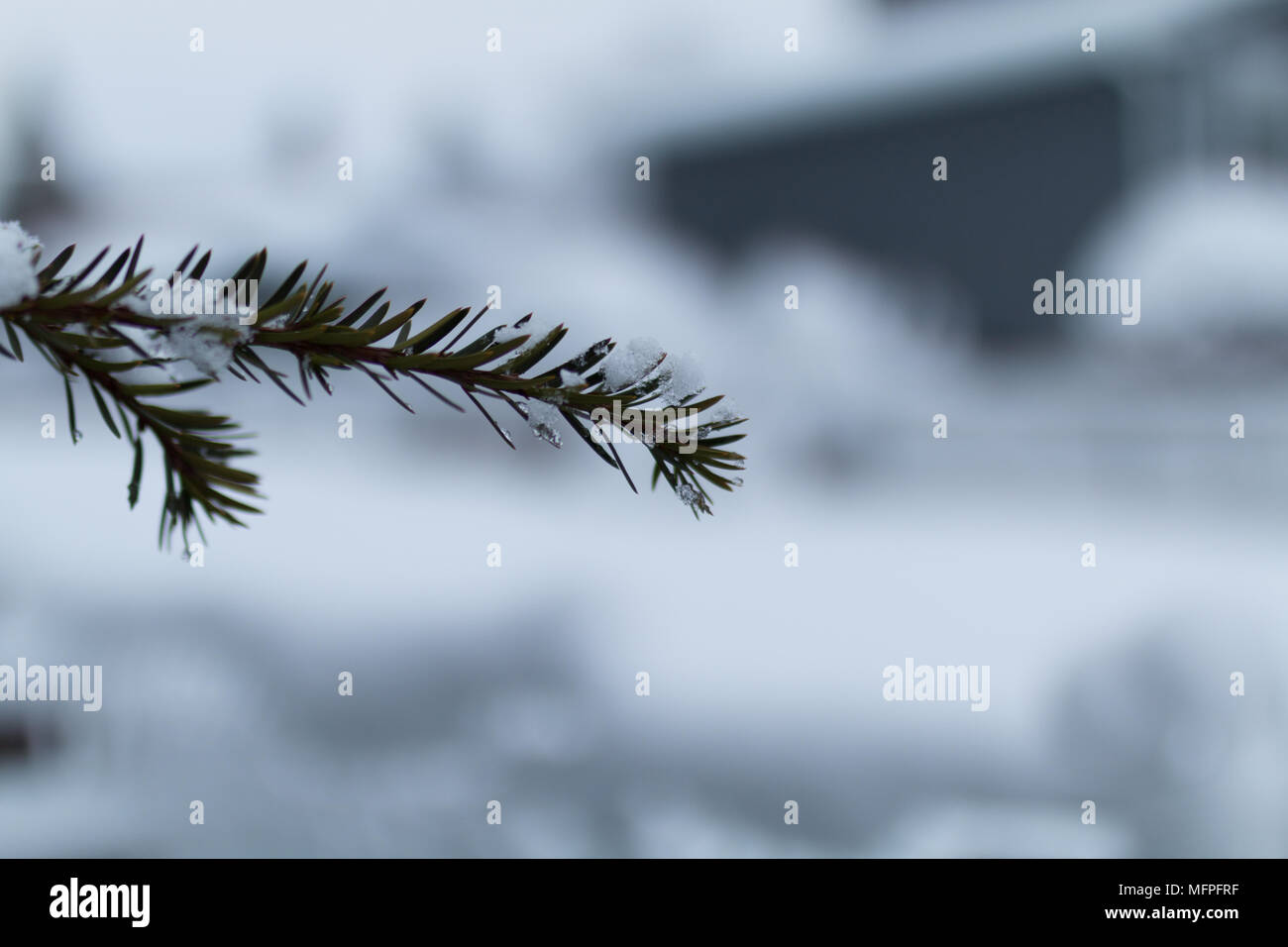 Pino al mattino coperto con i fiocchi di neve dopo una tempesta di neve in New York City Foto Stock