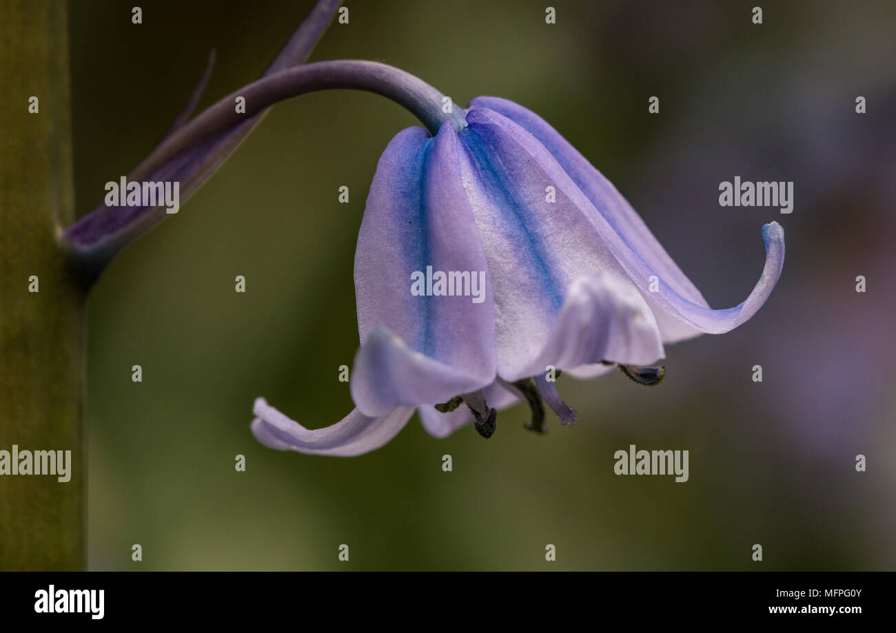 In prossimità di uno spagnolo Bluebell, Hyacinthoids in un giardino a Shepperton, England, Regno Unito Foto Stock