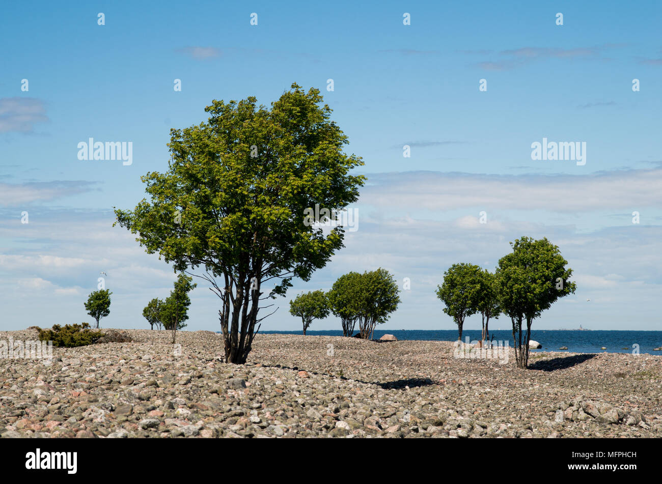 Una scena su di una spiaggia di ciottoli di Aksi estone isola con pochi alberi e cieli blu. Foto Stock