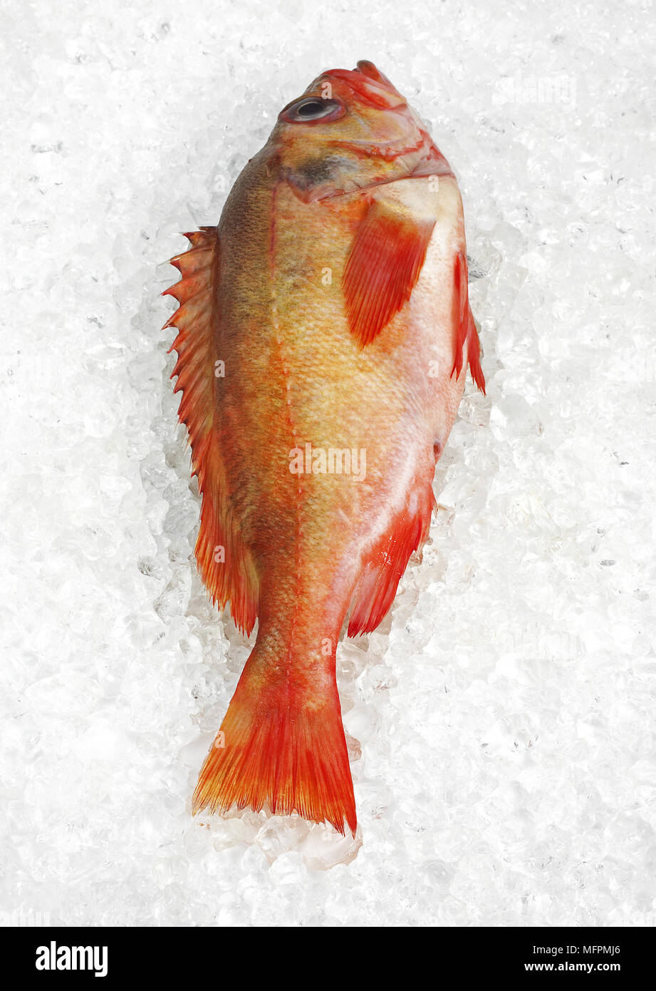 Cernia fresco su ghiaccio Foto Stock