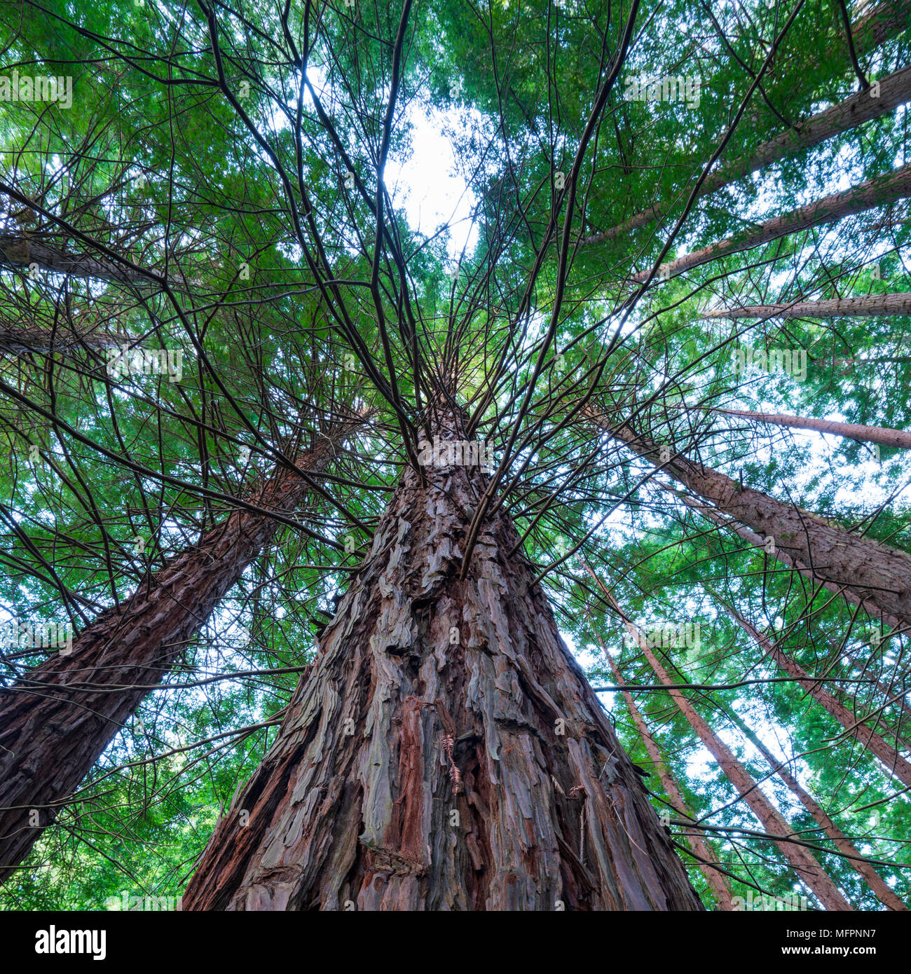 SEQUOIA - SEQUOYA (Sequoia sempervirens) è l'unica specie vivente del genere Sequoia in cipresso famiglia Cupressaceae (precedentemente trattati in Taxod Foto Stock