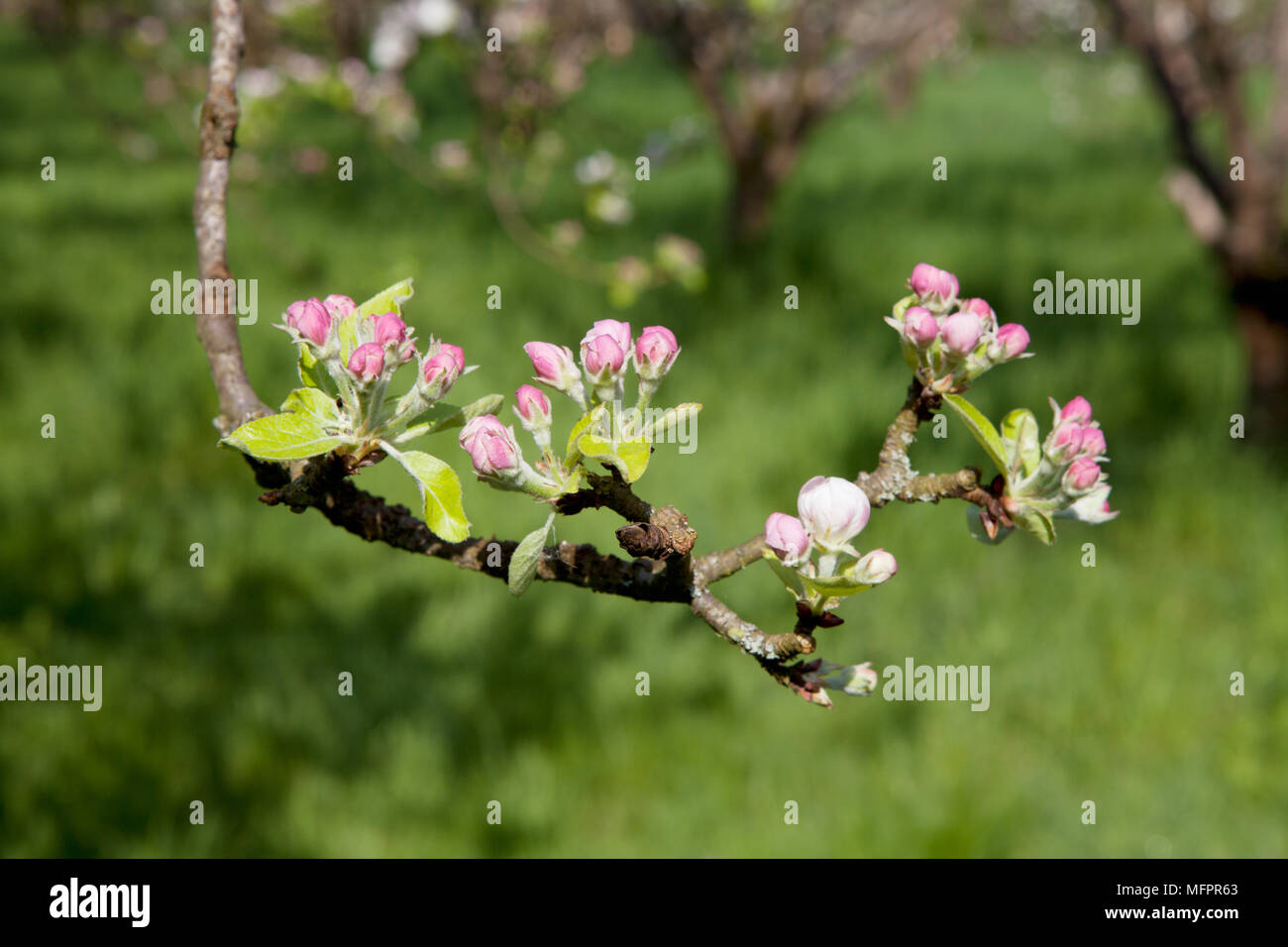 Un ramo di mela in germoglio con fiori rosa e bianchi fiori su uno sfondo erboso frutteto Foto Stock