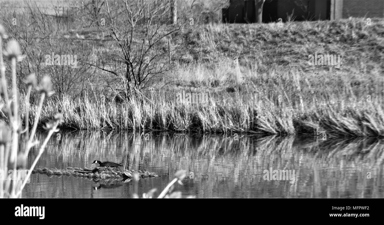 Un solitario oca canadese si siede sul suo nido nel mezzo di un laghetto Foto Stock