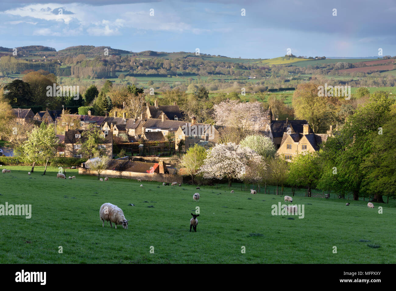 Vista su ovini in campo e villaggio Costwold di ampia Campden in primavera, ampia Campden, Cotswolds, Gloucestershire, England, Regno Unito, Europa Foto Stock