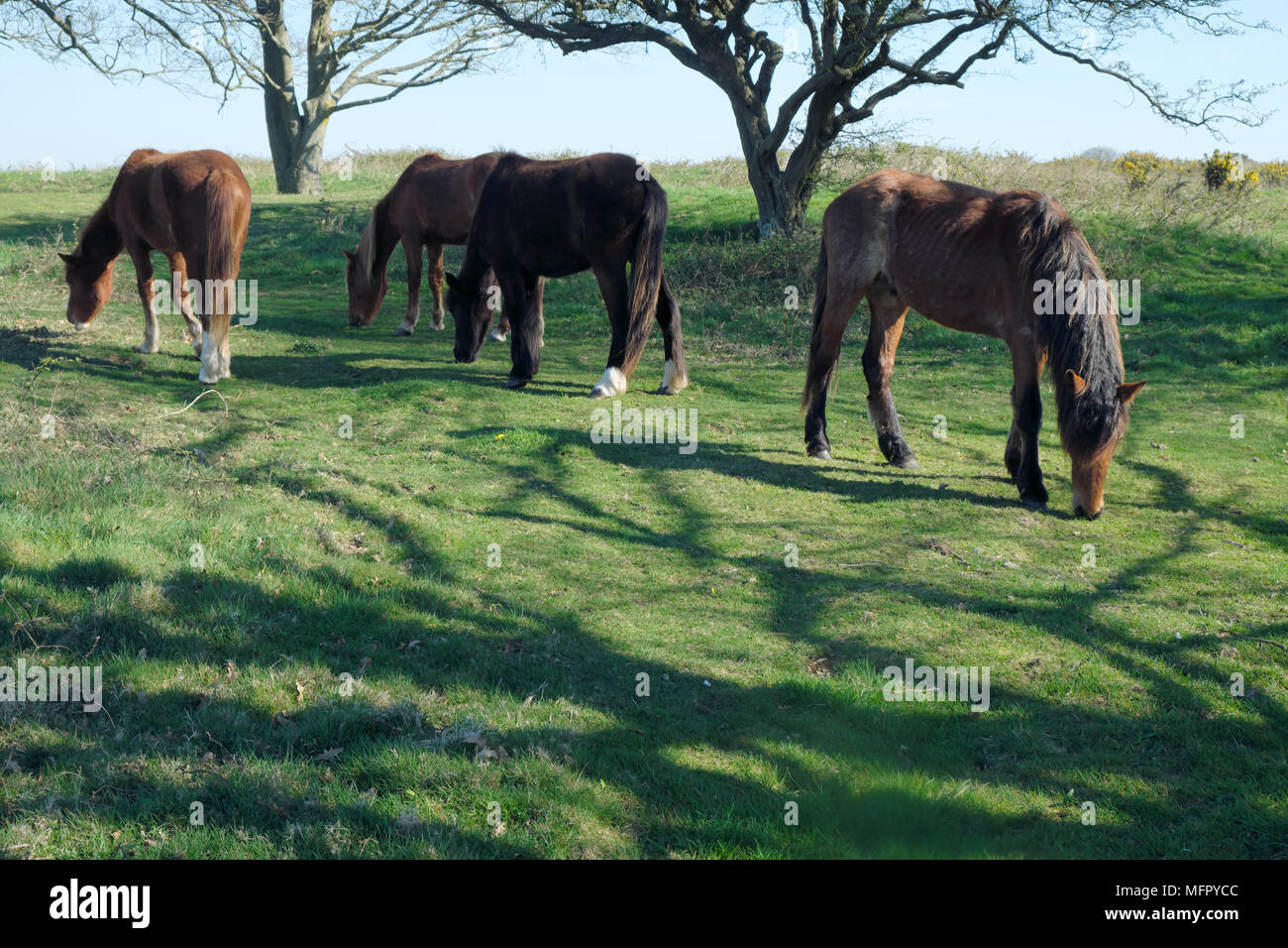 I cavalli all'antica anello cissbury vicino a findon sulla South Downs in West Sussex England Foto Stock