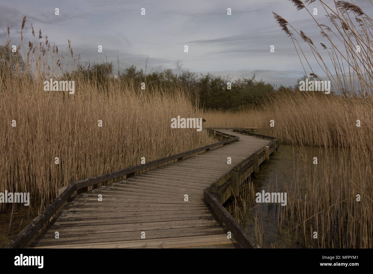 Conwy RSPB riserva. Comwy. Galles Foto Stock