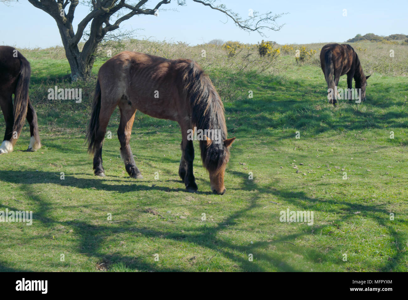 I cavalli all'antica anello cissbury vicino a findon sulla South Downs in West Sussex England Foto Stock