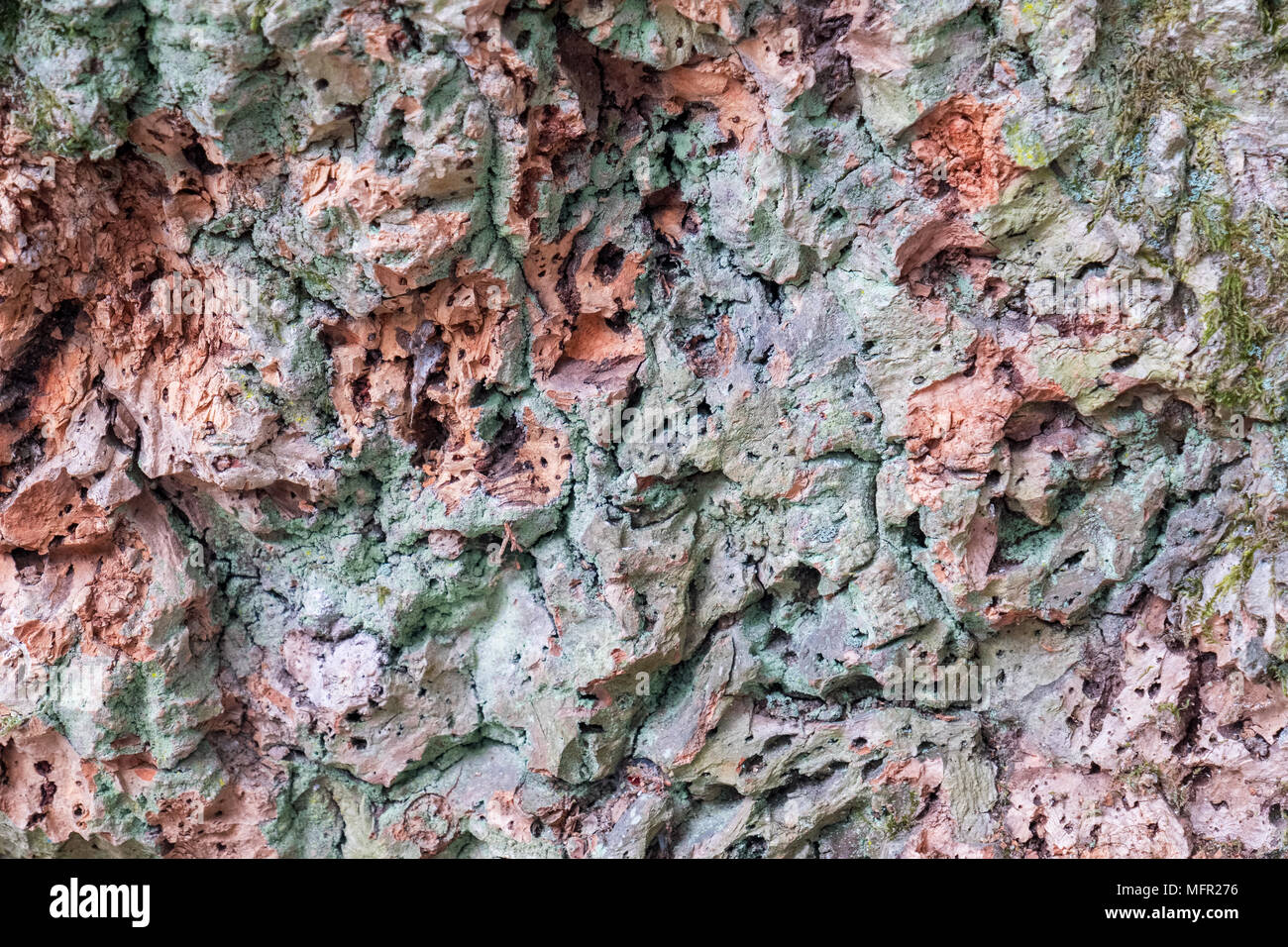 Close-up di corteccia di albero di sughero. Portogallo Foto Stock