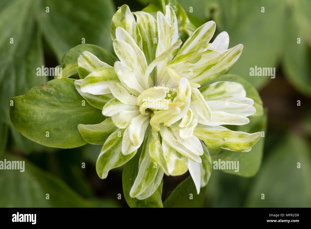 Doppia bianca e verde fiore della varietà Insolite della molla fioritura di anemone legno, Anemone nemorosa , 'Tage Lundell' Foto Stock