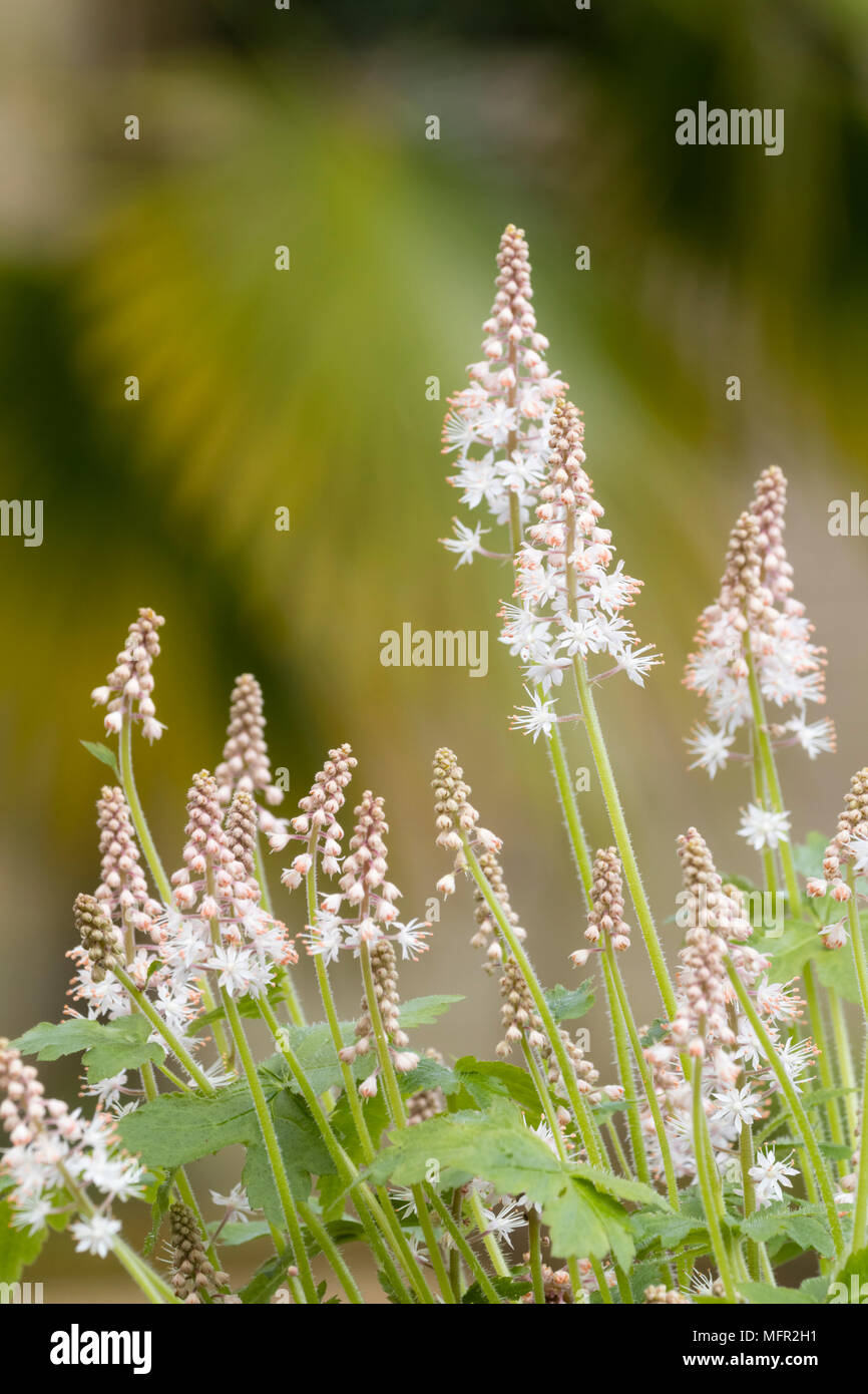 Fiori bianchi sulle punte della primavera perenne fioritura di fiori di schiuma, Tiarella 'Iron Butterfly' Foto Stock