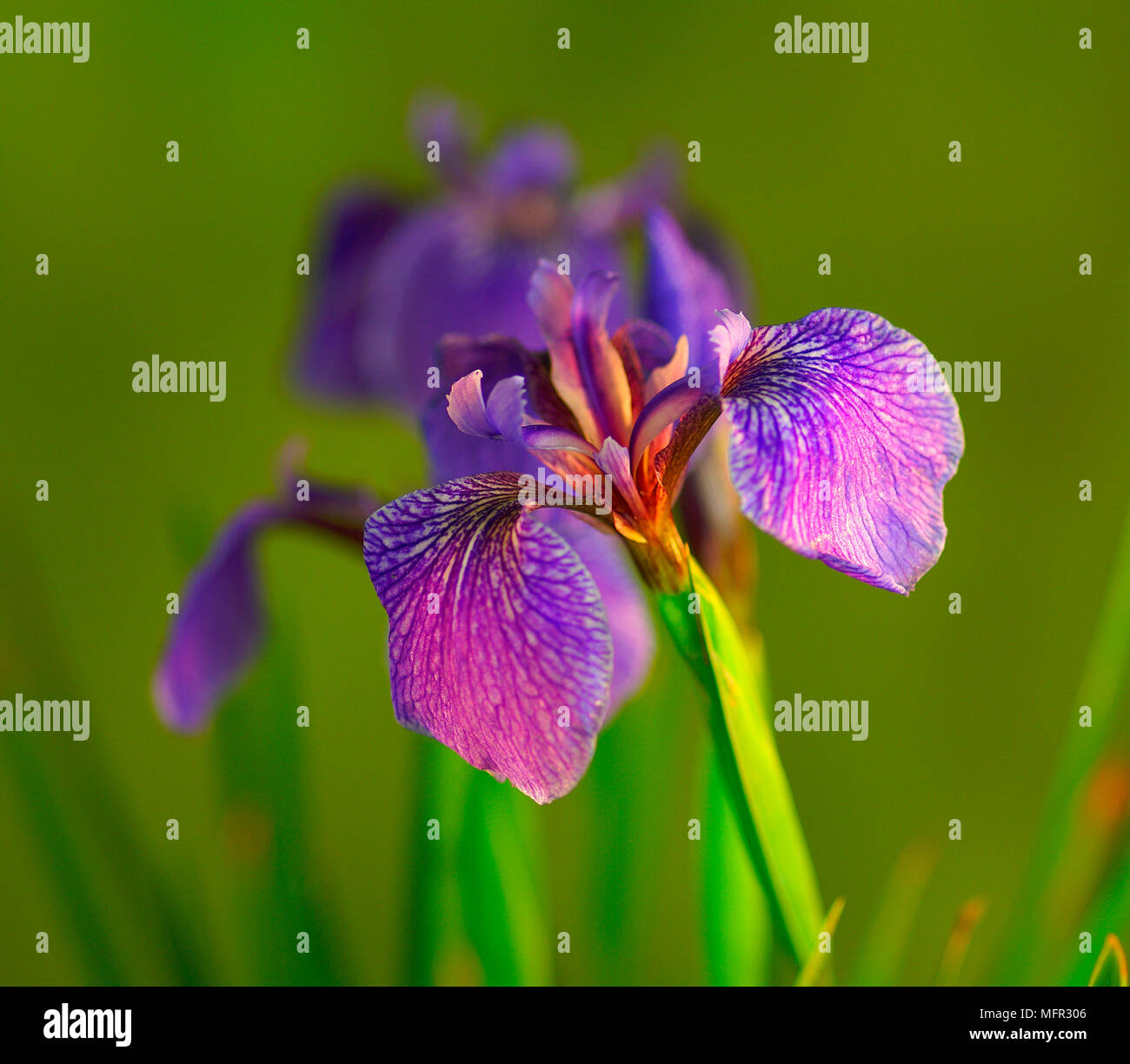 Iridi di Nana con viola e bianco marcature. Foto Stock