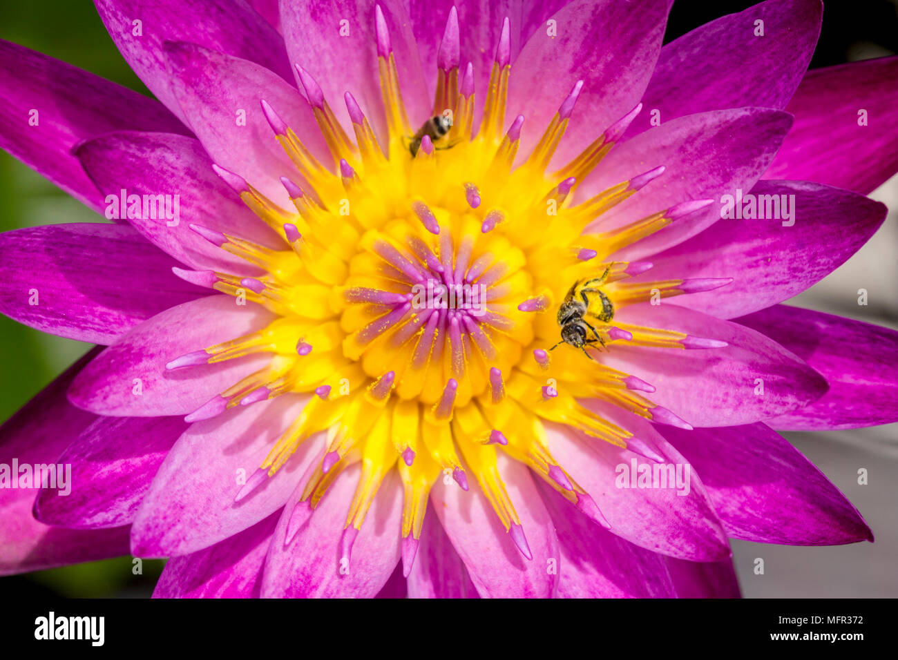 Acqua colorata di rosso e giglio giallo polline al centro con bee insetti sfondo floreale Foto Stock