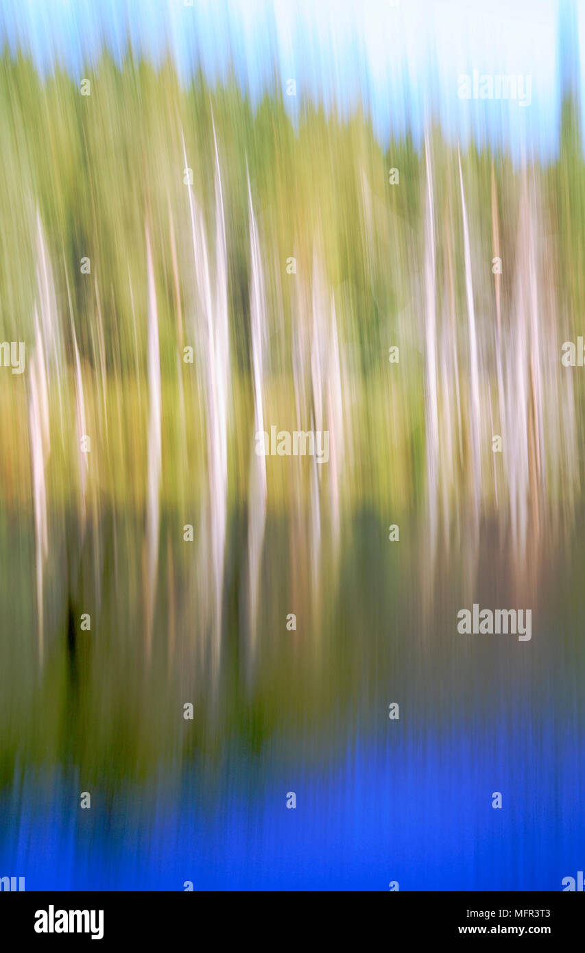 Un'impressionistica composizione di alberi di pino e di riflessioni in Uath Lochan, Scozia. Foto Stock