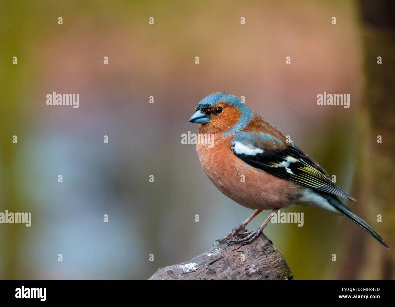 Fringuello maschio Foto Stock