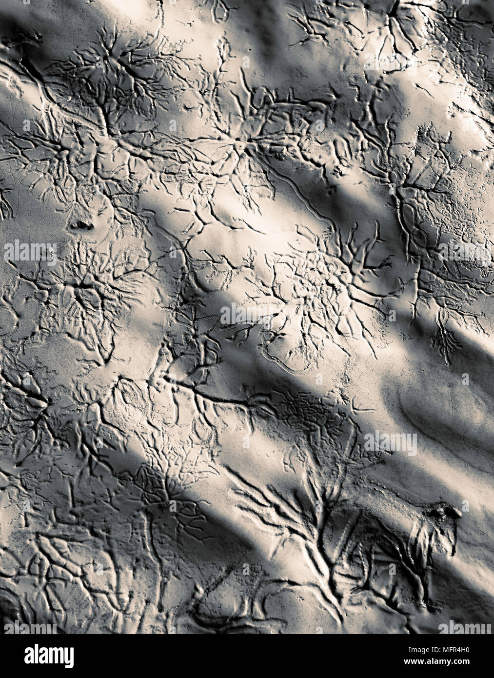 Vene di fango o di dendriti formata dalla marea sfuggente. Foto Stock
