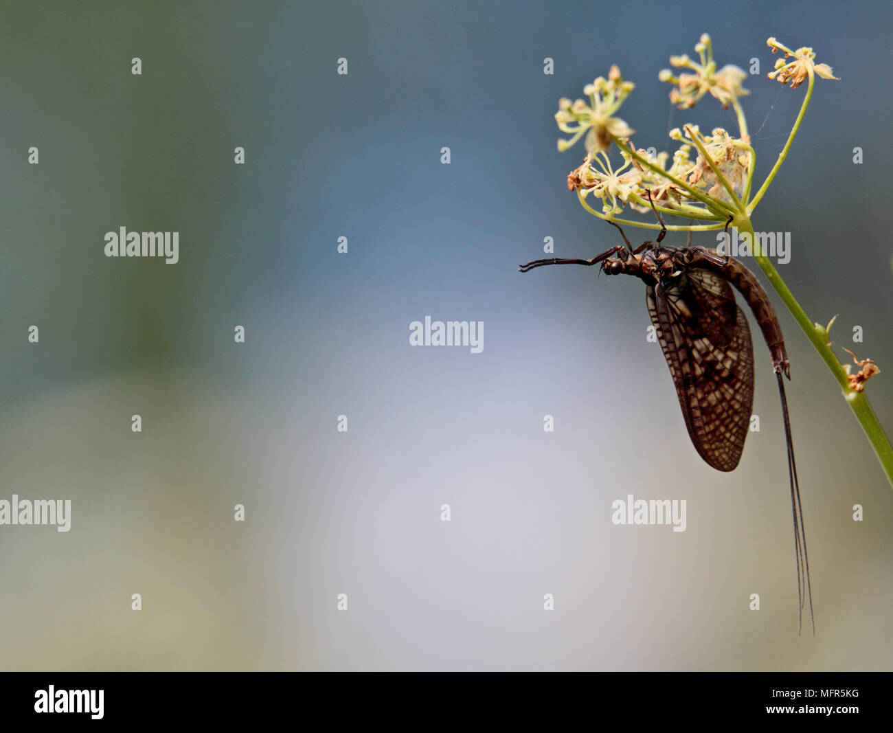 Mayfly con rigogliosi fiore bianco. Foto Stock