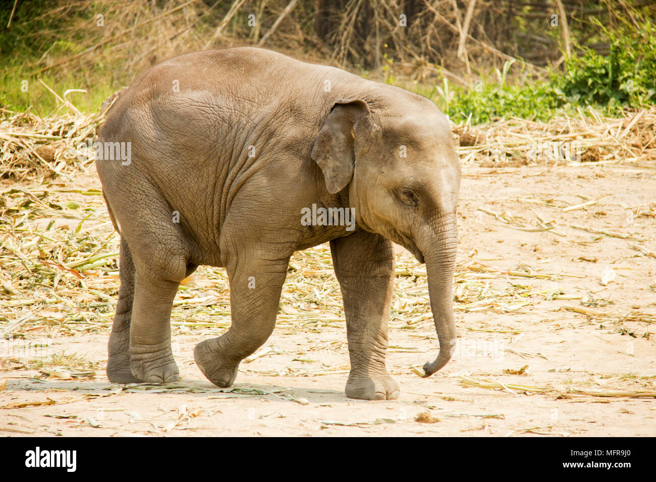 Baby elefante Asiatico isolato a piedi nella natura Foto Stock