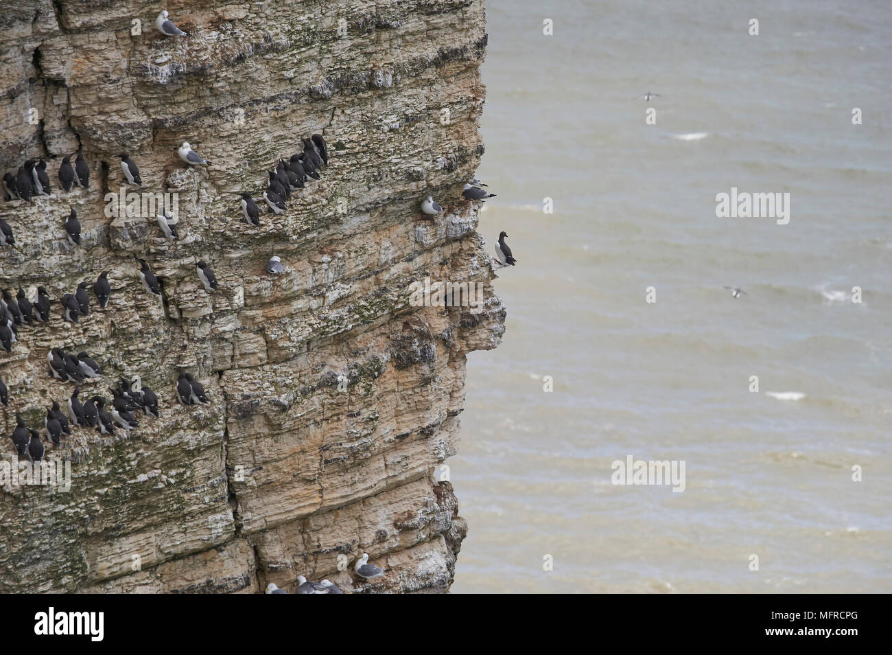 Guillemot (Uria aalge) su chalk scogliere a RSPB riserva a Bempton nell'East Yorkshire, Inghilterra, Regno Unito. Foto Stock