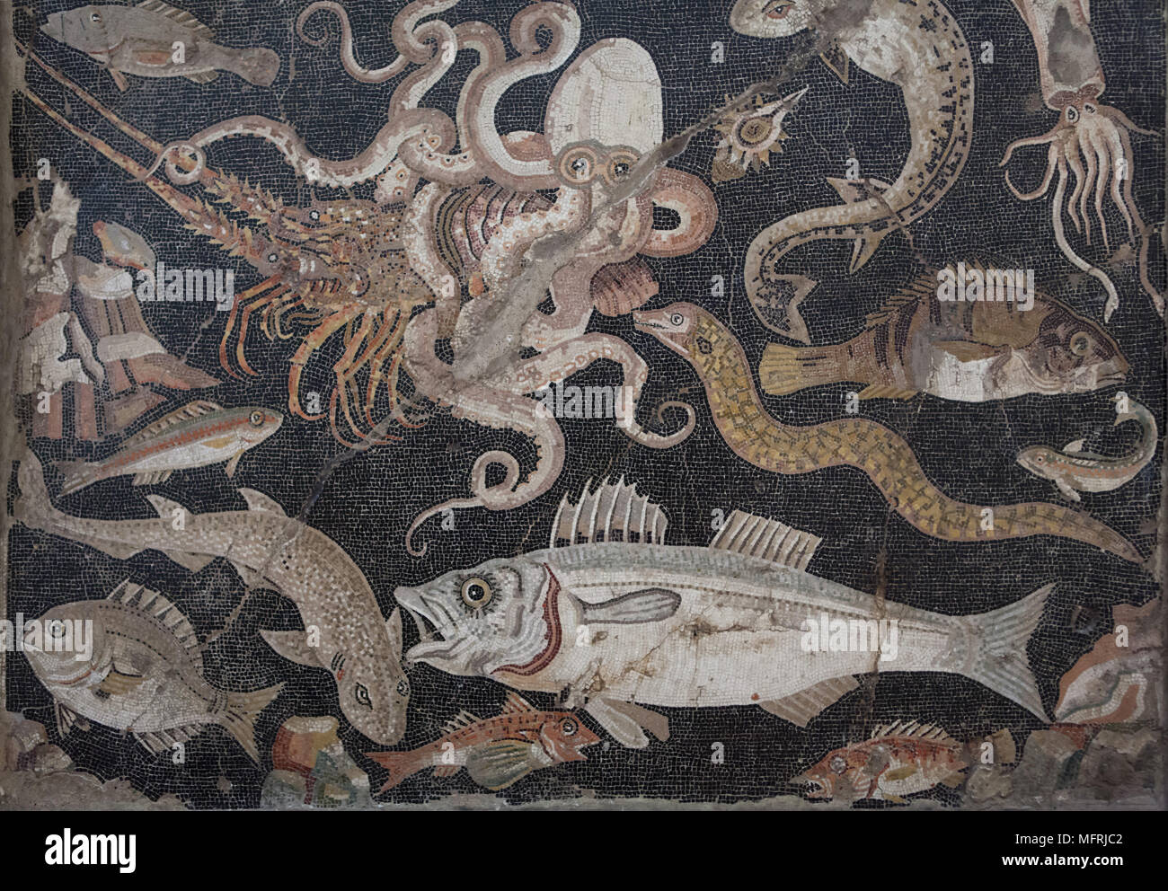 La vita marina (pesce catalogo) rappresentata nel mosaico romano da La Casa di Lucio Aelius Magnus (Casa di Lucio Aelius Magnus) a Pompei, ora esposti nel Museo Archeologico Nazionale (Museo Archeologico Nazionale di Napoli) in Napoli, campania, Italy. Polpo (Octopus vulgaris), Mediterraneo aragosta (Palinurus elephas) ed europea (conger Conger conger) sono raffigurati in mosaico. Foto Stock