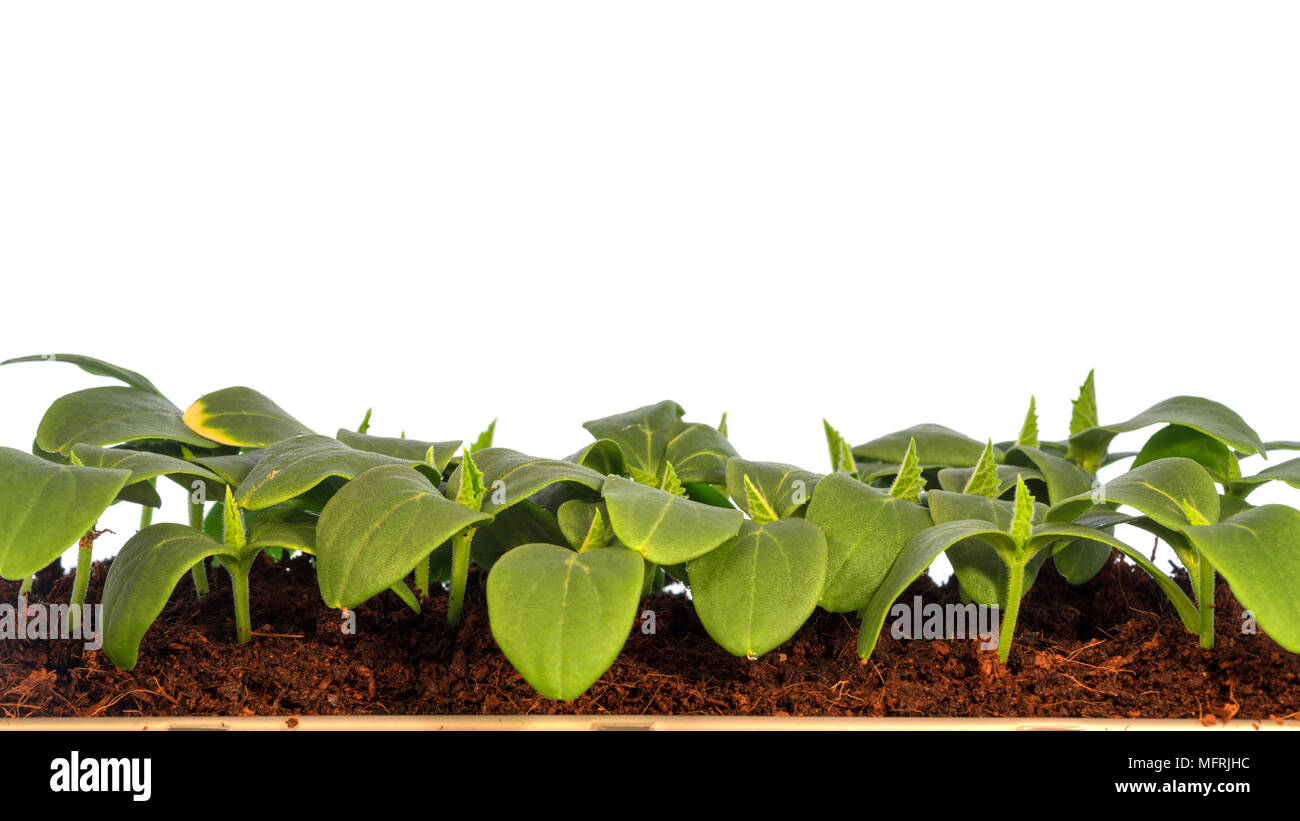 Piantine di piante agricole su sfondo bianco Foto Stock