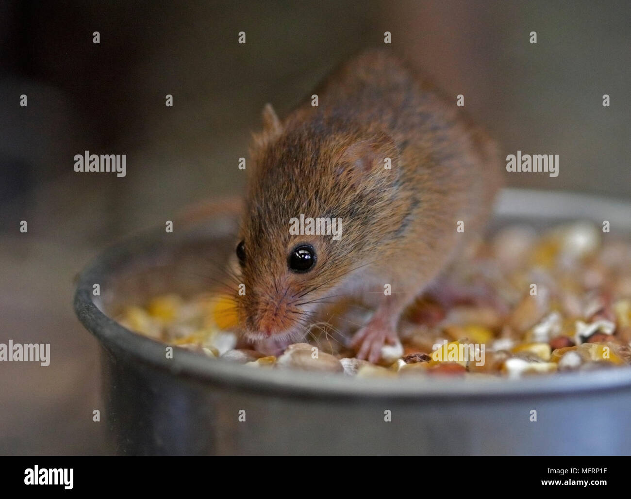 Harvest Mouse (micromys minutus) Foto Stock