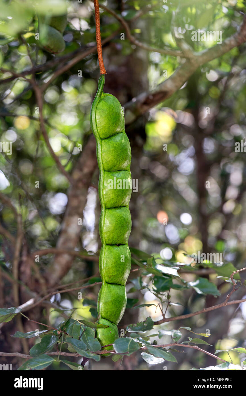 African dream herb (Entada rheedeii), legumi appeso a un albero, Ankanin Ny Nofy, Madagascar Foto Stock