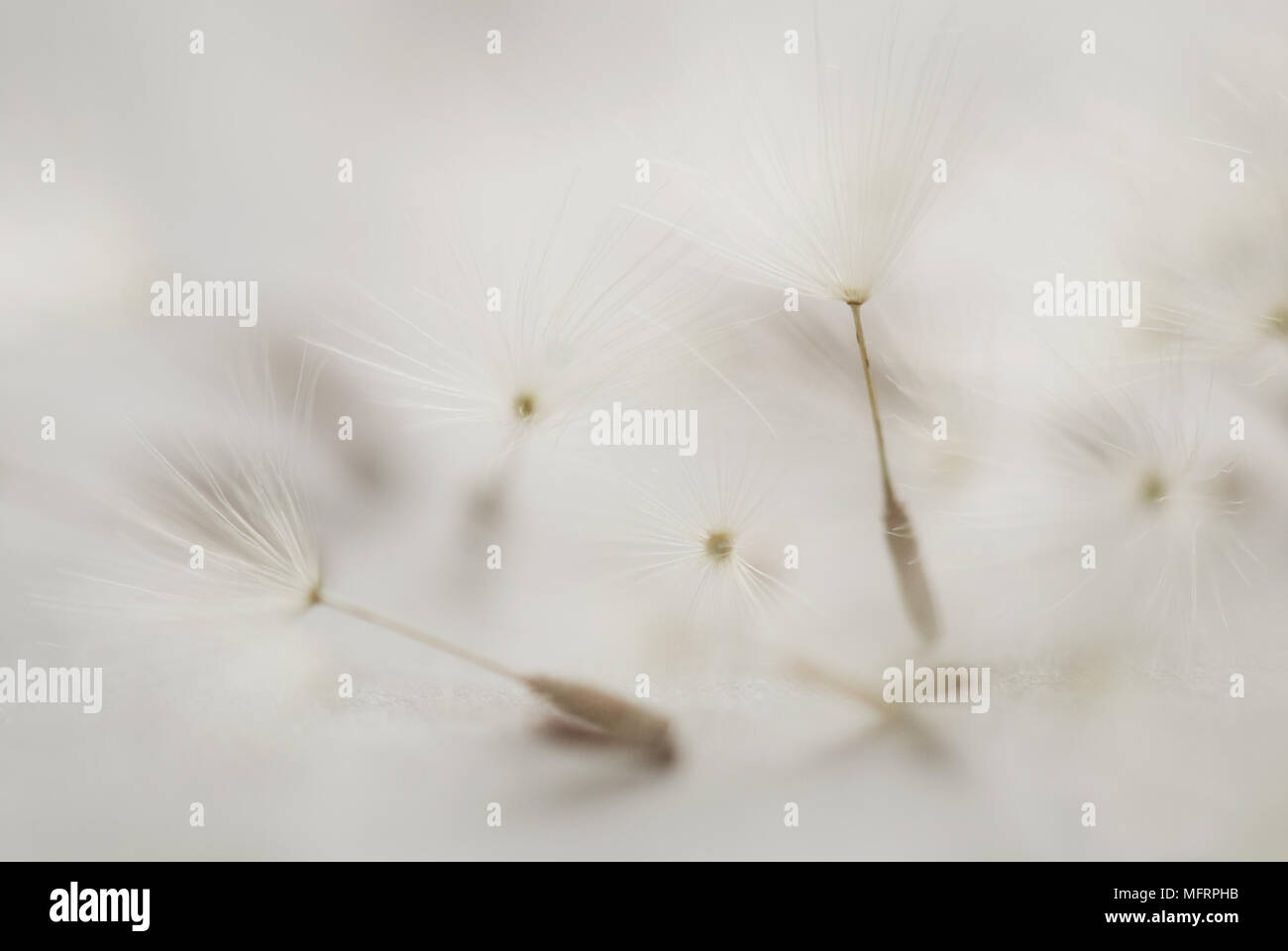 Soft focus fiori Foto Stock