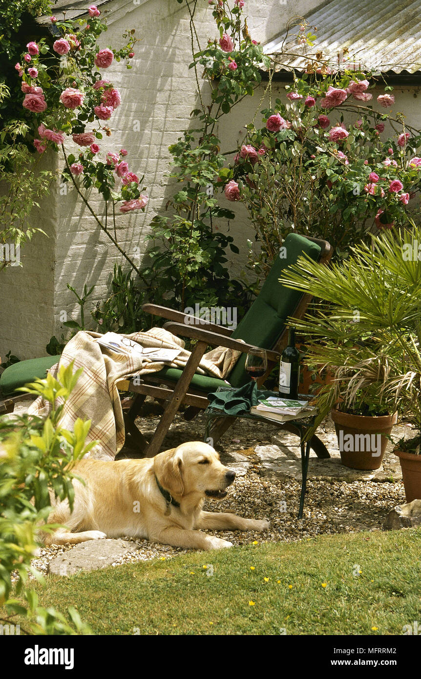 Un Golden Labrador retriever cane giacente in un giardino sul retro sdraio sedia rose rampicanti Foto Stock