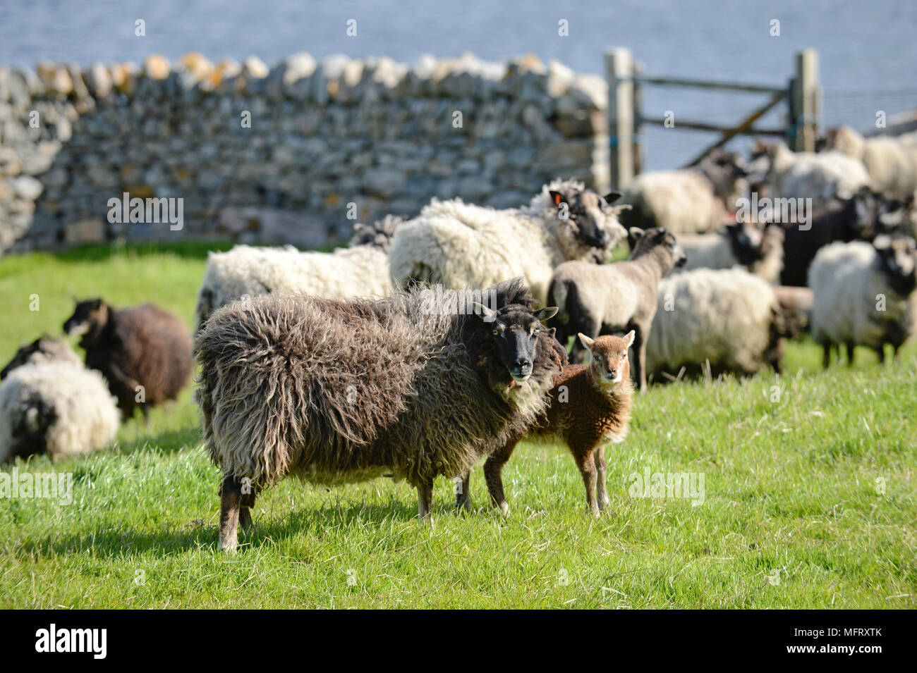 Shetland nativo di pecore e agnelli su un croft in Shetland Foto Stock