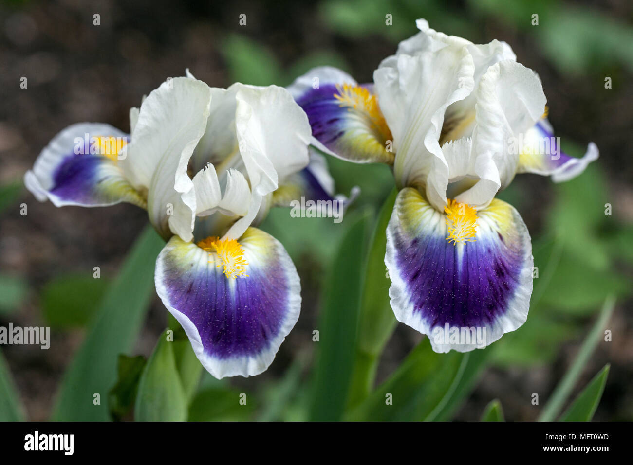 Iris barbata ' Mickey ama ' Foto Stock