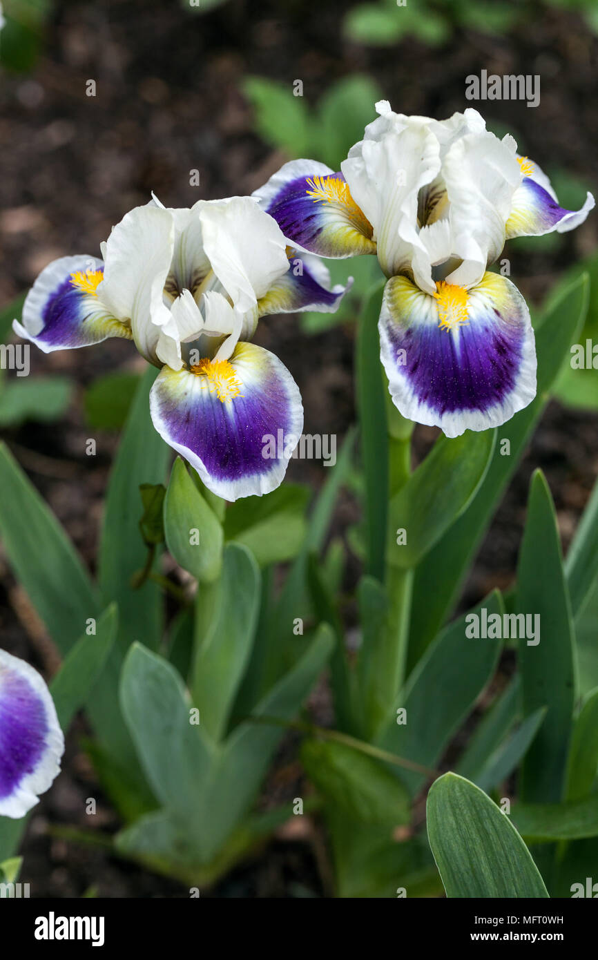Iris ' Mickey ama ' Foto Stock
