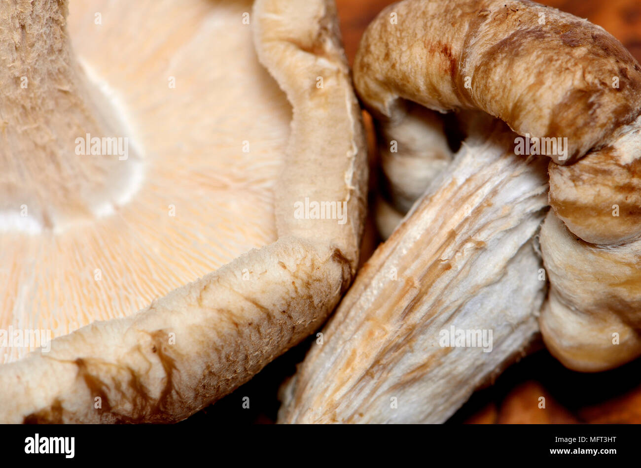 Funghi Shiitake Foto Stock