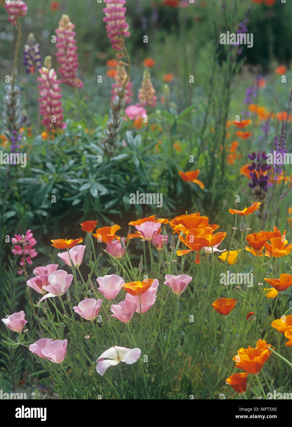 Confine di fiori con fiori Eschscholzia comunemente noto come il Papavero californiano Foto Stock