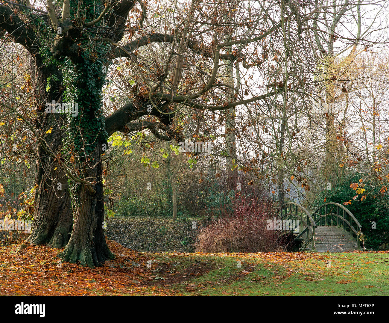 Autunno del giardino con alberi di faggio e il ponte in legno sul fiume, Foto Stock