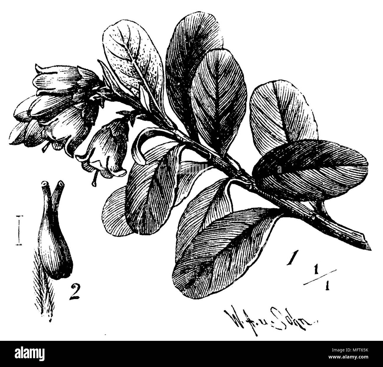 Lingonberry, cowberry; Vaccinium vitis-idaea, W. A[arland] u. Sohn Foto Stock