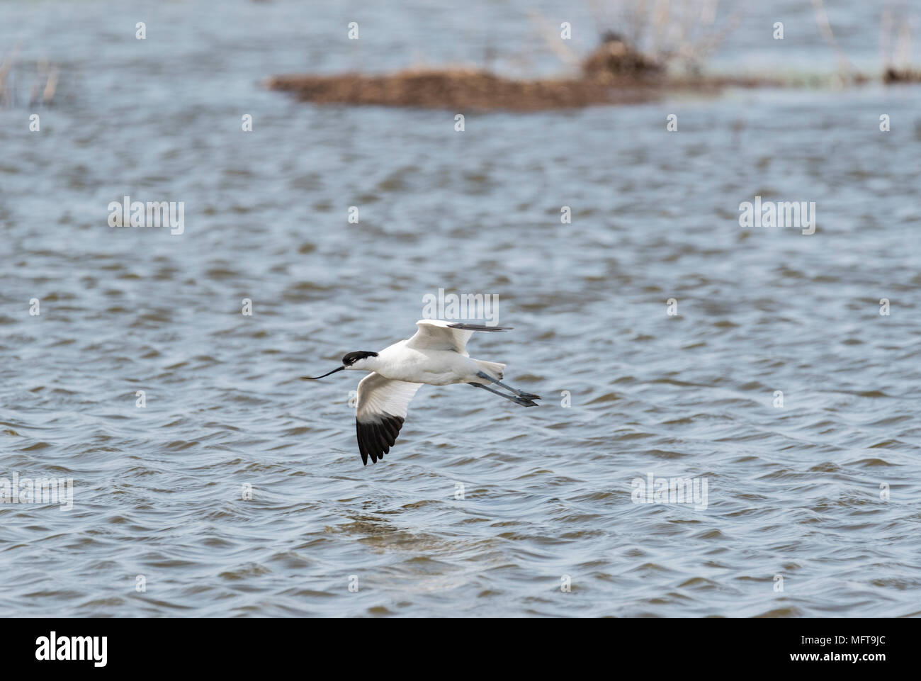 Flying Pied Avocet (Recurvirostra avosetta) Foto Stock