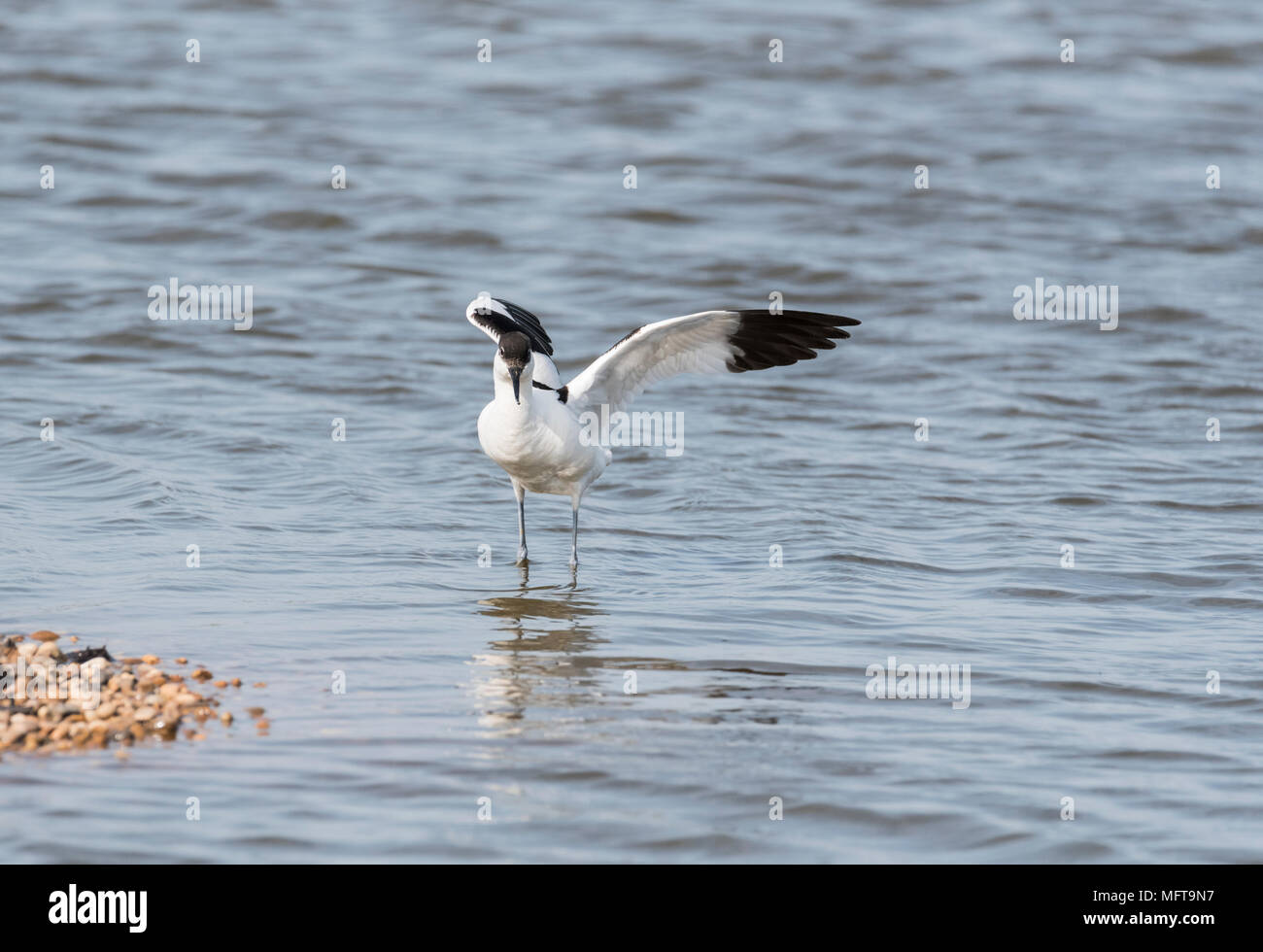 Pied Avocet (Recurvirostra avosetta) sbattere le ali Foto Stock